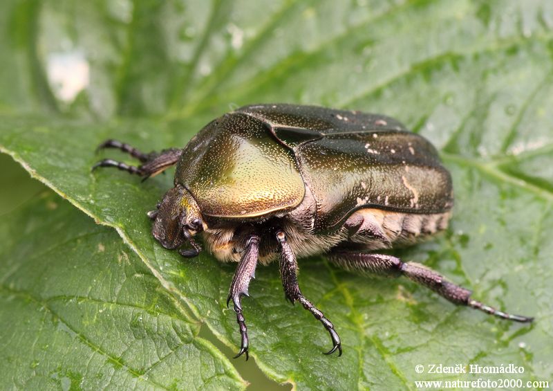 zlatohlávek hladký, Potosia cuprea, Scarabaeoidea (Brouci, Coleoptera)